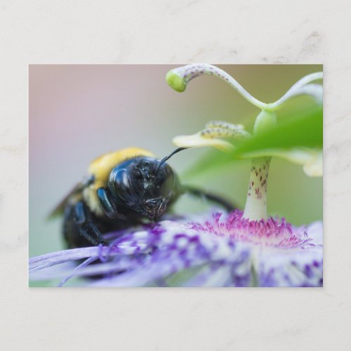 Bumble Bee macro photograph Postcard