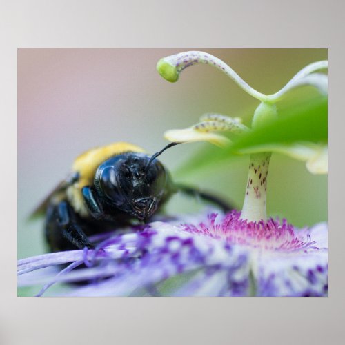 Bumble Bee macro photograph Poster