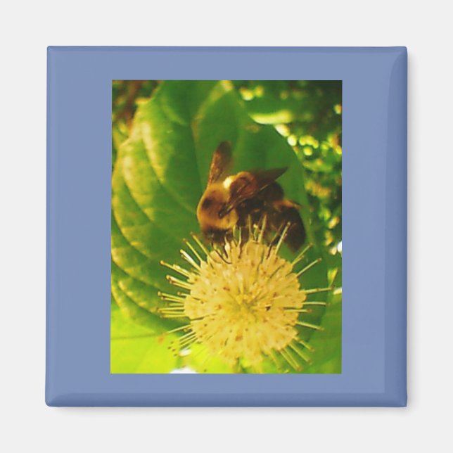 Bumble Bee Nectar Magnet (Front)