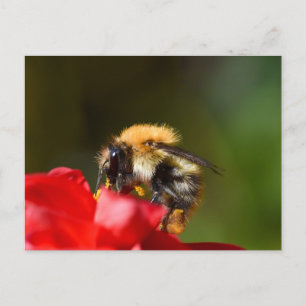 Bumble Bee On A Dahlia  Postcard