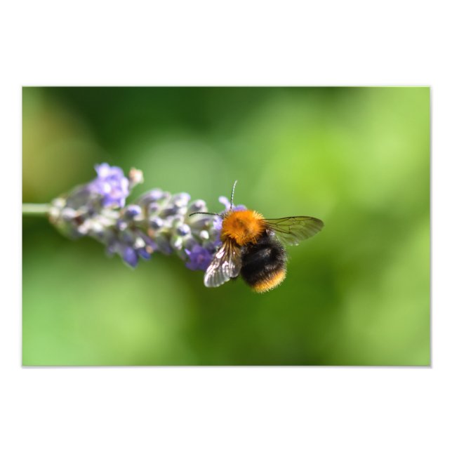Bumble Bee On A Lavender  Photo Print (Front)
