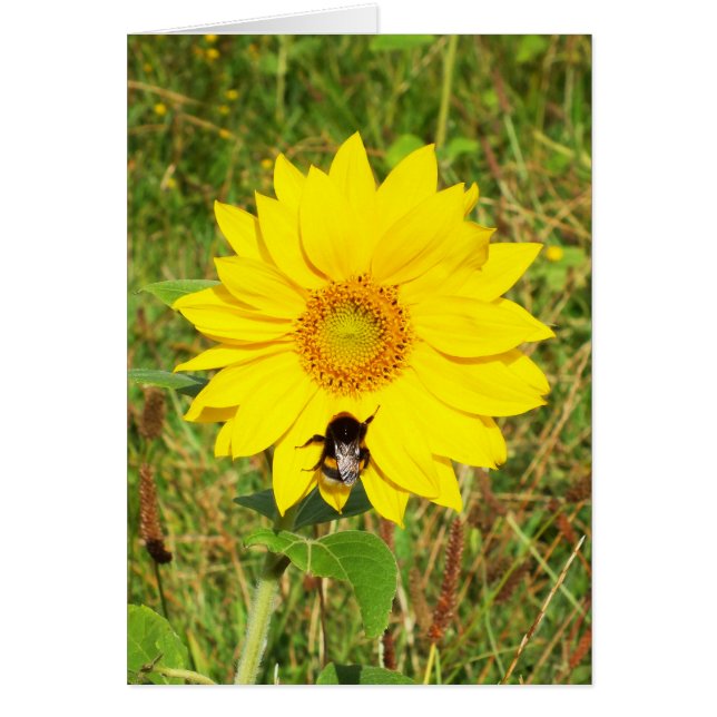 Bumble bee on a sunflower floral card (Front)