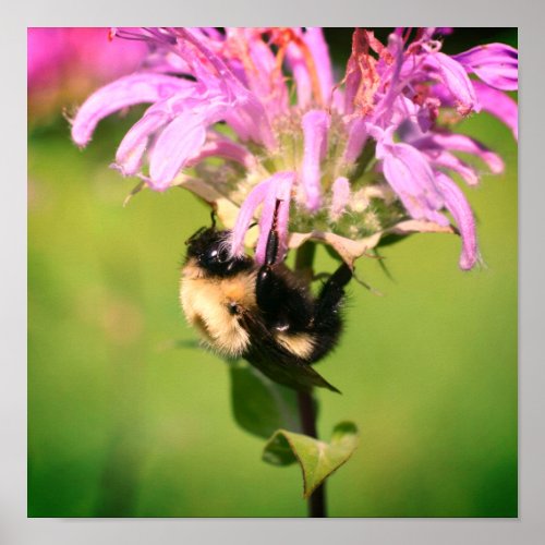 Bumble Bee On Bee Balm Flower Close Up Poster