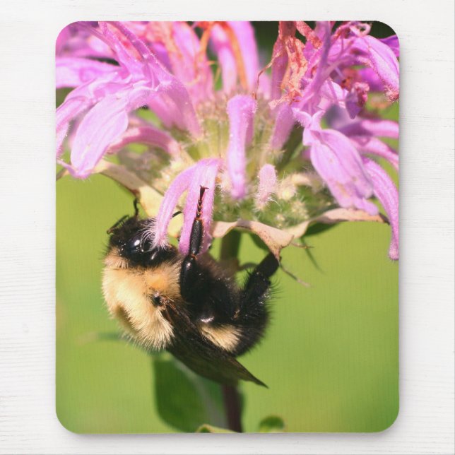 Bumble Bee On Bee Balm Flower  Mouse Pad (Front)