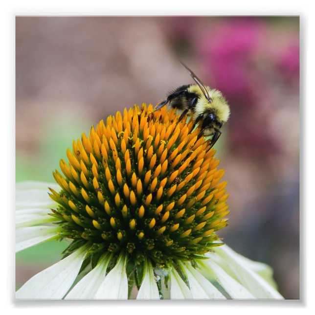 Bumble Bee on Coneflower Square Print (Front)