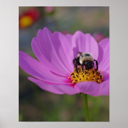 Bumble Bee On Cosmos Flower Nature Poster