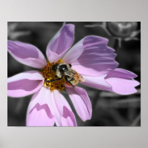 Bumble Bee On Cosmos Flower Partial Color Poster