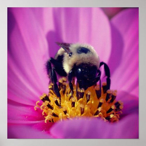 Bumble Bee On Cosmos Flower  Poster