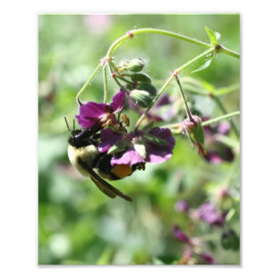 Bumble Bee On Flower 8x10  Photo Print