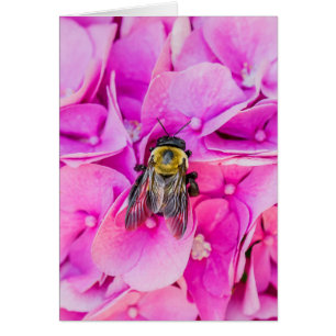 Bumble Bee On Hydrangea Cards