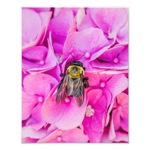 Bumble Bee On Hydrangea Photo Print