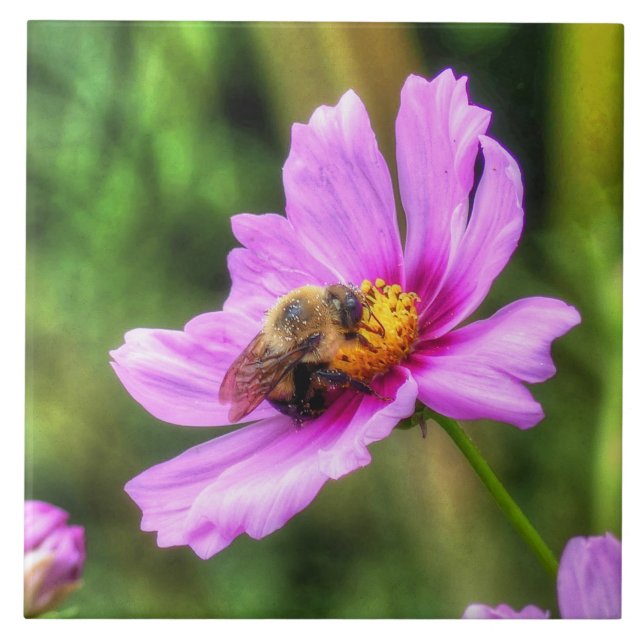 Bumble Bee on Pink Cosmos Ceramic Tile (Front)