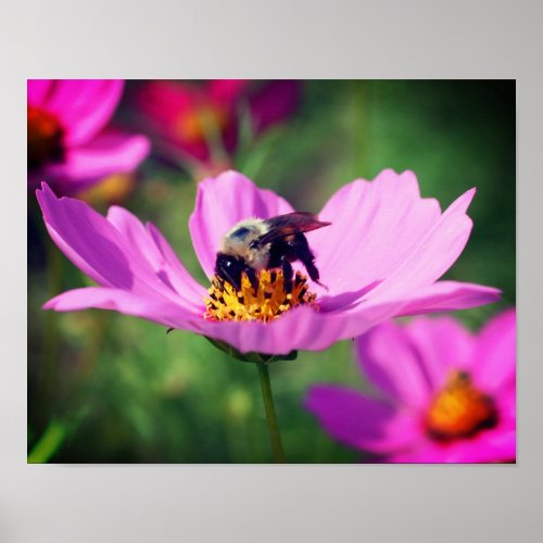 Bumble Bee On Pink Cosmos Flower Close Up Poster