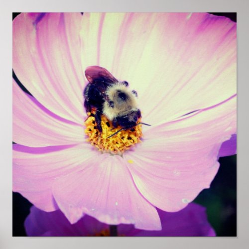 Bumble Bee On Pink Cosmos Flower Close Up Poster