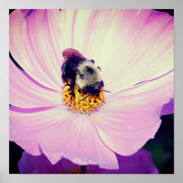 Bumble Bee On Pink Cosmos Flower Close Up Poster (Front)