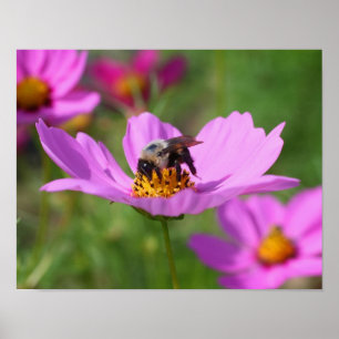 Bumble Bee On Pink Cosmos Flower Poster