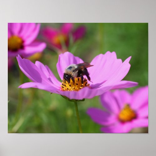 Bumble Bee On Pink Cosmos Flower Poster