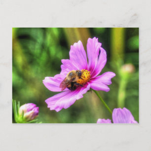Bumble Bee on Pink Cosmos Postcard