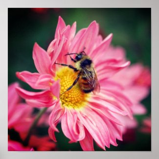 Bumble Bee On Pink Daisy Flower 2 