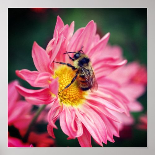 Bumble Bee On Pink Daisy Flower 2  Poster