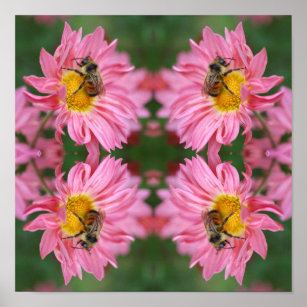 Bumble Bee On Pink Daisy Flower Abstract  Poster