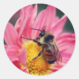 Bumble Bee On Pink Daisy Flower  Classic Round Sticker
