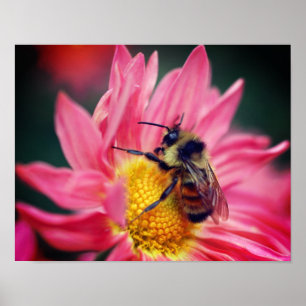 Bumble Bee On Pink Daisy Flower Close Up Poster