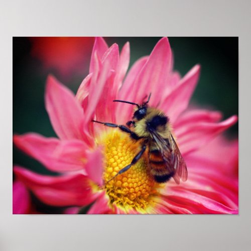 Bumble Bee On Pink Daisy Flower Close Up Poster