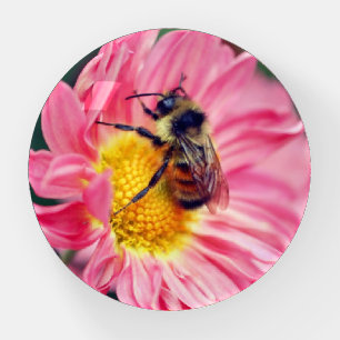 Bumble Bee On Pink Daisy Flower Paperweight