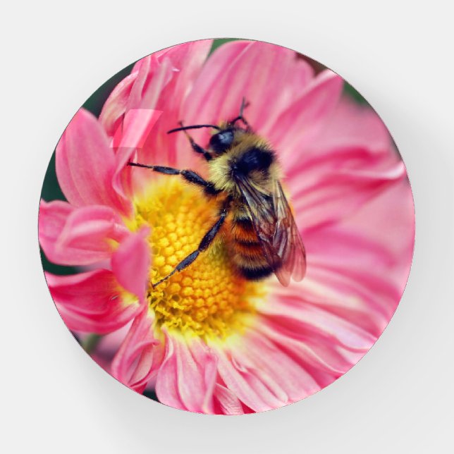 Bumble Bee On Pink Daisy Flower  Paperweight (Front)