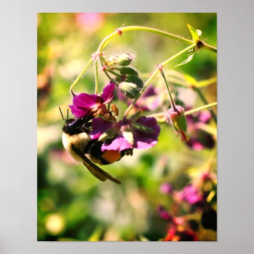 Bumble Bee On Pink Flower Close Up Poster