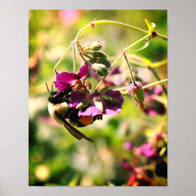 Bumble Bee On Pink Flower Close Up Poster (Front)