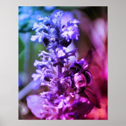 Bumble Bee On Purple Flower Abstract Colors Poster