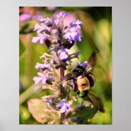 Bumble Bee On Purple Flower Close Up Poster