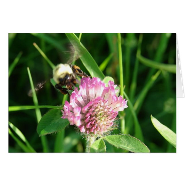 Bumble Bee on Red Clover, All Occasion Blank Cards (Front Horizontal)