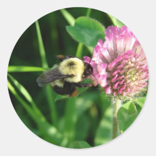 Bumble Bee on Red Clover Classic Round Sticker