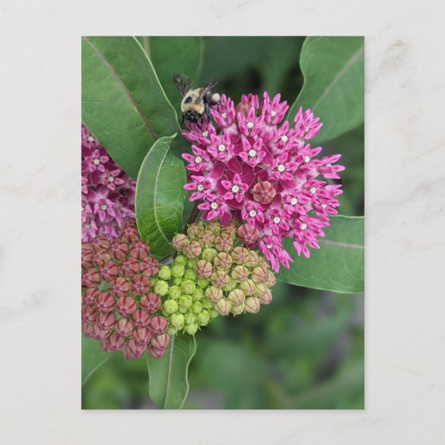 Bumble Bee On Rose Milkweed Postcard (Front)