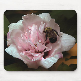 Bumble Bee on Rose of Sharron Flower Mouse Pad