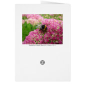 Bumble Bee on Sedum (Back)