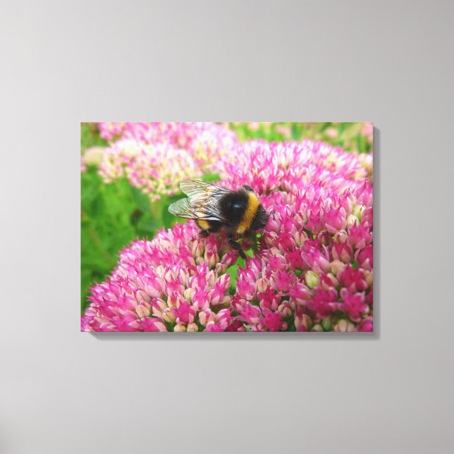 Bumble Bee on Sedum "Autumn Joy" Canvas Print (Front)