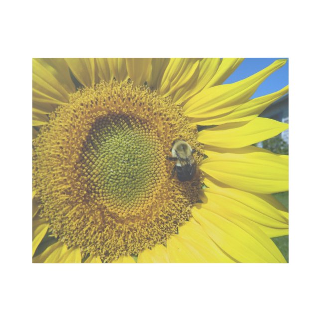bumble bee on sunflower gallery wrap (Front)