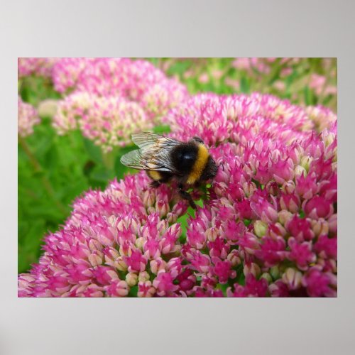 Bumble Bee on the Sedum Poster