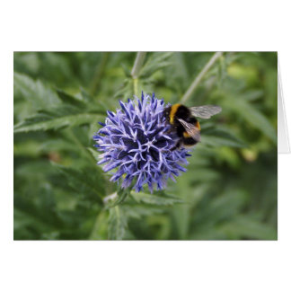 Bumble Bee on Thistle Cards