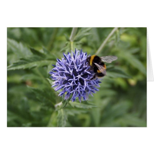 Bumble Bee on Thistle Cards (Front Horizontal)