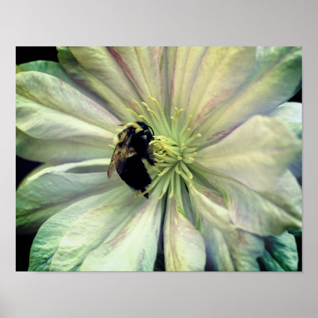 Bumble Bee On White Clematis Flower  Poster (Front)