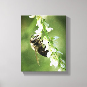 Bumble Bee on white flower Canvas Print