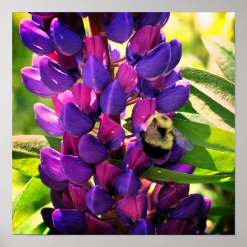 Bumble Bee On Wild Lupine Flower Close Up Poster