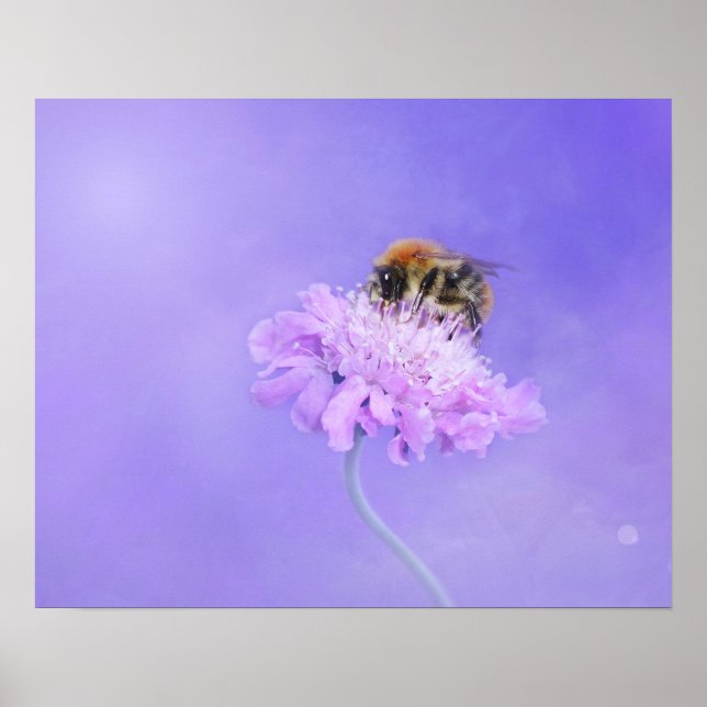 Bumble Bee Perched on a Purple Flower Poster (Front)