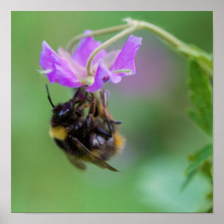 Bumble Bee Photo Poster