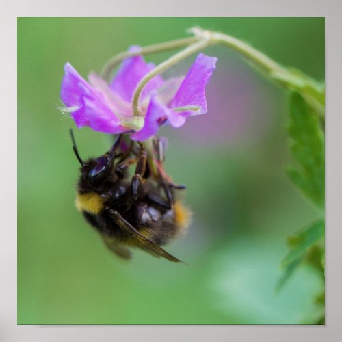 Bumble Bee Photo Poster